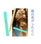 日常会話 犬スタンプ（個別スタンプ：7）