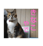 ぴよぴよきなこ（個別スタンプ：1）