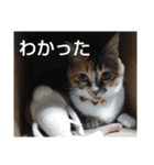 ぴよぴよきなこ（個別スタンプ：2）