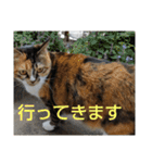 ぴよぴよきなこ（個別スタンプ：3）