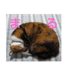 ぴよぴよきなこ（個別スタンプ：4）