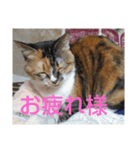 ぴよぴよきなこ（個別スタンプ：6）
