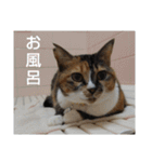 ぴよぴよきなこ（個別スタンプ：8）