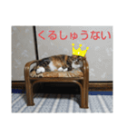 ぴよぴよきなこ（個別スタンプ：9）