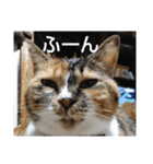 ぴよぴよきなこ（個別スタンプ：10）
