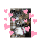 ぴよぴよきなこ（個別スタンプ：11）