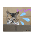 ぴよぴよきなこ（個別スタンプ：13）