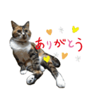 ぴよぴよきなこ（個別スタンプ：15）