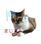 ぴよぴよきなこ（個別スタンプ：16）