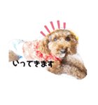 トイプードル⭐︎ほったんほったん（個別スタンプ：4）