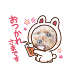 トイプードル⭐︎ほったんほったん（個別スタンプ：11）