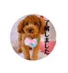 トイプードル⭐︎ほったんほったん（個別スタンプ：16）