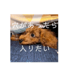 トイプードル⭐︎ほったんほったん（個別スタンプ：19）