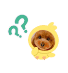 トイプードル⭐︎ほったんほったん（個別スタンプ：20）