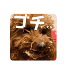 トイプードル⭐︎ほったんほったん（個別スタンプ：26）