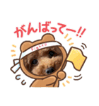 トイプードル⭐︎ほったんほったん（個別スタンプ：28）