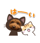 トイプードル⭐︎ほったんほったん（個別スタンプ：33）