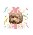 トイプードル⭐︎ほったんほったん（個別スタンプ：35）