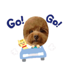 トイプードル⭐︎ほったんほったん（個別スタンプ：37）
