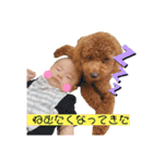 トイプードル⭐︎ほったんほったん（個別スタンプ：40）