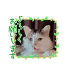 わんにゃん あいさつ（個別スタンプ：3）