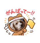わんにゃん あいさつ（個別スタンプ：4）