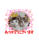 わんにゃん あいさつ（個別スタンプ：5）