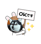 わんにゃん あいさつ（個別スタンプ：6）