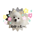 白ポメ蒼空のいる日常用語♬❷（個別スタンプ：2）