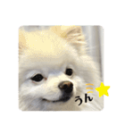 白ポメ蒼空のいる日常用語♬❷（個別スタンプ：3）