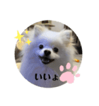 白ポメ蒼空のいる日常用語♬❷（個別スタンプ：4）