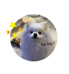 白ポメ蒼空のいる日常用語♬❷（個別スタンプ：5）