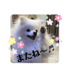 白ポメ蒼空のいる日常用語♬❷（個別スタンプ：9）