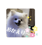 白ポメ蒼空のいる日常用語♬❷（個別スタンプ：12）
