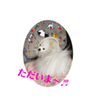 白ポメ蒼空のいる日常用語♬❷（個別スタンプ：14）