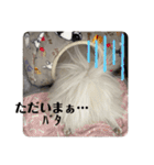 白ポメ蒼空のいる日常用語♬❷（個別スタンプ：15）