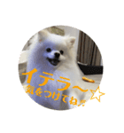 白ポメ蒼空のいる日常用語♬❷（個別スタンプ：16）