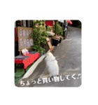 白ポメ蒼空のいる日常用語♬❷（個別スタンプ：17）