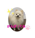 白ポメ蒼空のいる日常用語♬❷（個別スタンプ：18）