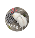 白ポメ蒼空のいる日常用語♬❷（個別スタンプ：19）