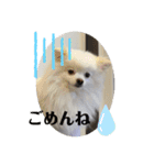 白ポメ蒼空のいる日常用語♬❷（個別スタンプ：21）