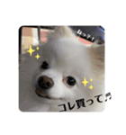 白ポメ蒼空のいる日常用語♬❷（個別スタンプ：22）