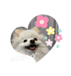 白ポメ蒼空のいる日常用語♬❷（個別スタンプ：24）