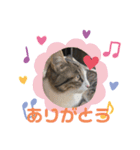 すずちゃん佐藤家の天使スタンプ（個別スタンプ：5）