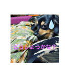 ソラの日常3（個別スタンプ：5）