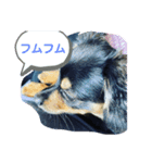 ソラの日常3（個別スタンプ：15）