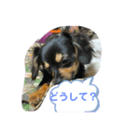 ソラの日常3（個別スタンプ：16）