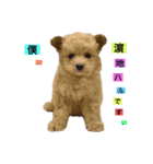ポメプーのハルくん 1（Baby Haru）（個別スタンプ：2）