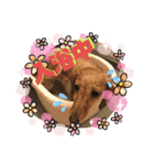 かわいいミニチュアダックス ベル＆スヌ（個別スタンプ：3）