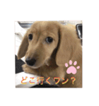 かわいいミニチュアダックス ベル＆スヌ（個別スタンプ：7）